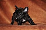 BOULEDOGUE FRANCAIS 782